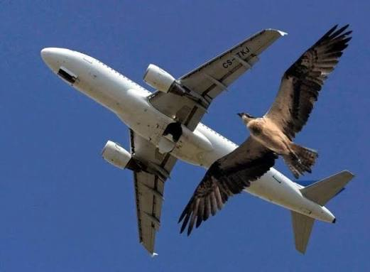 An airplane and a bird of prey flying together against a blue sky, illustrating the shared physics of flight.